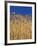 Yamhill County, Close-Up of Tall Wheat Stalks, Oregon, USA-Jaynes Gallery-Framed Photographic Print