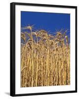 Yamhill County, Close-Up of Tall Wheat Stalks, Oregon, USA-Jaynes Gallery-Framed Photographic Print