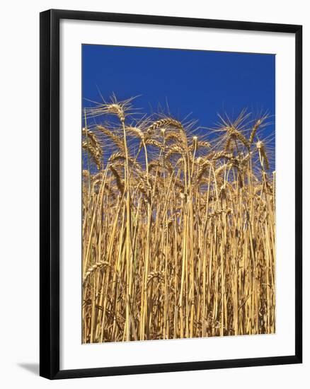 Yamhill County, Close-Up of Tall Wheat Stalks, Oregon, USA-Jaynes Gallery-Framed Photographic Print