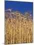 Yamhill County, Close-Up of Tall Wheat Stalks, Oregon, USA-Jaynes Gallery-Mounted Photographic Print
