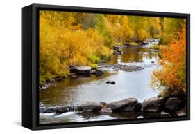 Yampa River in autumn.-Larry Ditto-Framed Stretched Canvas