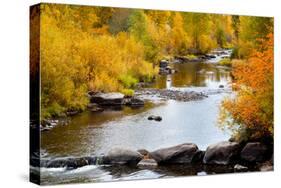 Yampa River in autumn.-Larry Ditto-Stretched Canvas