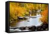 Yampa River in autumn.-Larry Ditto-Framed Stretched Canvas