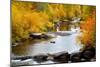 Yampa River in autumn.-Larry Ditto-Mounted Photographic Print