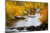 Yampa River in autumn.-Larry Ditto-Mounted Photographic Print