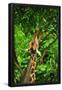 Essential Black