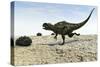 Yangchuanosaurus Running across a Barren Landscape-null-Stretched Canvas