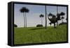 Yangchuanosaurus Running across a Grassy Field-null-Framed Stretched Canvas