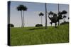 Yangchuanosaurus Running across a Grassy Field-null-Stretched Canvas