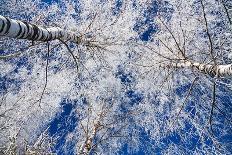 Winter Forest-Yanika-Photographic Print