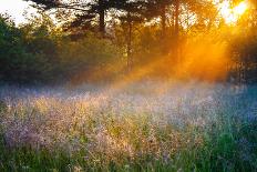 Beautiful Sunrise over a Summer Blossoming Meadow-yanikap-Framed Photographic Print