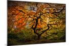 Wood Mount
