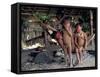 Yanomami Children, Brazil, South America-Robin Hanbury-tenison-Framed Stretched Canvas