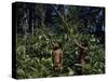 Yanomami Indian Hunters, Amazonas, Venezuela-null-Stretched Canvas