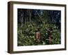 Yanomami Indian Hunters, Amazonas, Venezuela-null-Framed Photographic Print