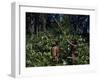 Yanomami Indian Hunters, Amazonas, Venezuela-null-Framed Photographic Print