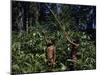 Yanomami Indian Hunters, Amazonas, Venezuela-null-Mounted Photographic Print