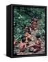 Yanomami on the Way to a Feast, Brazil, South America-Robin Hanbury-tenison-Framed Stretched Canvas