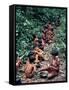 Yanomami on the Way to a Feast, Brazil, South America-Robin Hanbury-tenison-Framed Stretched Canvas