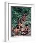Yanomami on the Way to a Feast, Brazil, South America-Robin Hanbury-tenison-Framed Premium Photographic Print