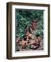 Yanomami on the Way to a Feast, Brazil, South America-Robin Hanbury-tenison-Framed Photographic Print