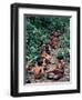 Yanomami on the Way to a Feast, Brazil, South America-Robin Hanbury-tenison-Framed Photographic Print