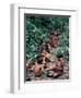 Yanomami on the Way to a Feast, Brazil, South America-Robin Hanbury-tenison-Framed Photographic Print