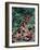 Yanomami on the Way to a Feast, Brazil, South America-Robin Hanbury-tenison-Framed Photographic Print