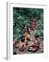 Yanomami on the Way to a Feast, Brazil, South America-Robin Hanbury-tenison-Framed Photographic Print