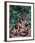 Yanomami on the Way to a Feast, Brazil, South America-Robin Hanbury-tenison-Framed Photographic Print