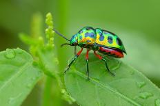 Colorful Shield Bug-YapAhock-Photographic Print