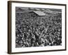 Yard of Turkeys Raised for Thanksgiving-null-Framed Photographic Print