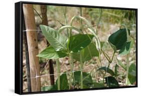 Yardlong Beans on Vine-dragoncello-Framed Stretched Canvas