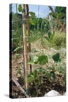 Yardlong Beans on Vine-dragoncello-Stretched Canvas