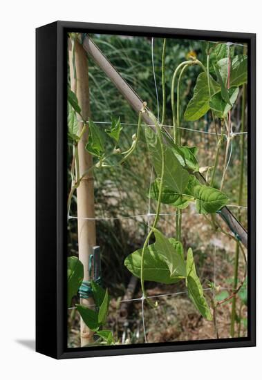 Yardlong Beans on Vine-dragoncello-Framed Stretched Canvas