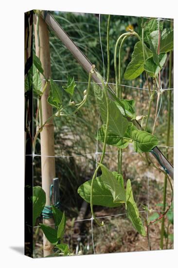 Yardlong Beans on Vine-dragoncello-Stretched Canvas