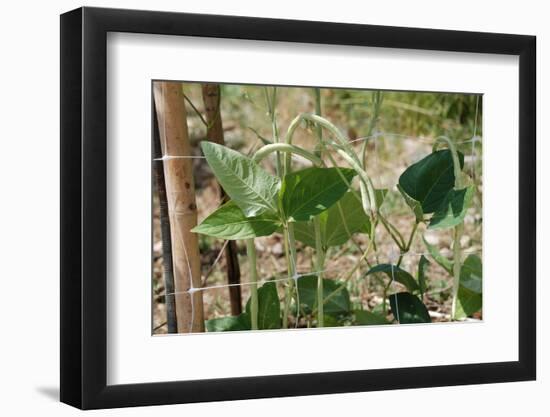 Yardlong Beans on Vine-dragoncello-Framed Photographic Print