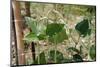 Yardlong Beans on Vine-dragoncello-Mounted Photographic Print