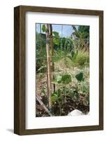 Yardlong Beans on Vine-dragoncello-Framed Photographic Print