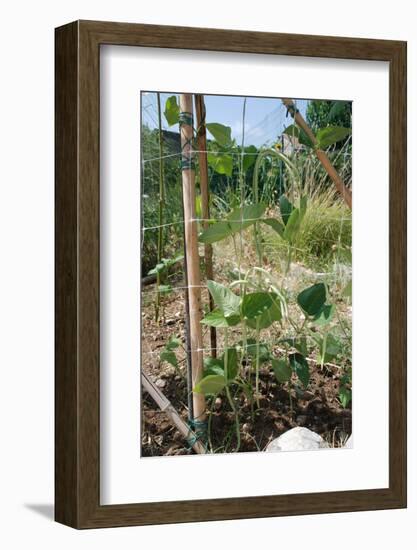 Yardlong Beans on Vine-dragoncello-Framed Photographic Print