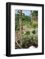 Yardlong Beans on Vine-dragoncello-Framed Photographic Print