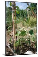Yardlong Beans on Vine-dragoncello-Mounted Photographic Print