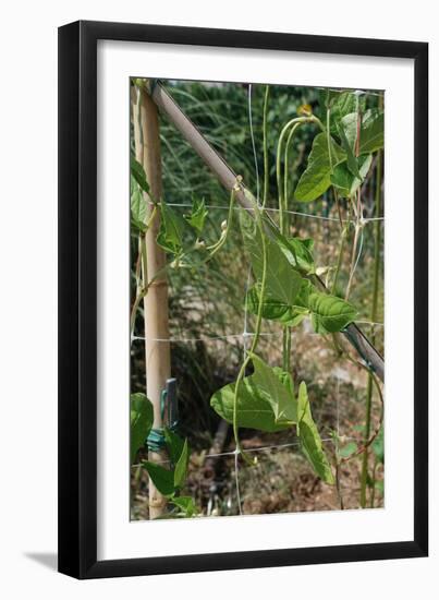 Yardlong Beans on Vine-dragoncello-Framed Photographic Print