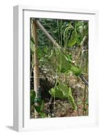 Yardlong Beans on Vine-dragoncello-Framed Photographic Print