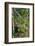 Yardlong Beans on Vine-dragoncello-Framed Photographic Print