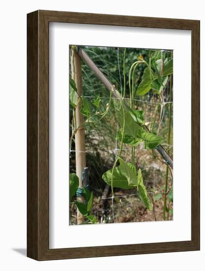 Yardlong Beans on Vine-dragoncello-Framed Photographic Print