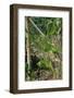 Yardlong Beans on Vine-dragoncello-Framed Photographic Print