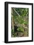 Yardlong Beans on Vine-dragoncello-Framed Photographic Print