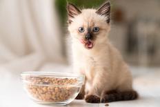 Funny Little Fluffy Kitten Eats Dry Food from a Bowl. Kitten Licks, Delicious Meal. Siamese or Thai-Yarkovoy-Stretched Canvas