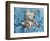 Yarnie-Rachael Hale-Framed Art Print